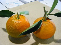 橙（だいだい）.jpg